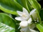 Neroli Neroli