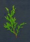 Ciprese Ciprese