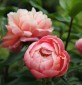 Peonijas Peonijas