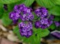 Heliotrope Heliotrope