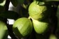 Bergamote Bergamote