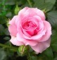 Bulgārijas roze Bulgārijas roze